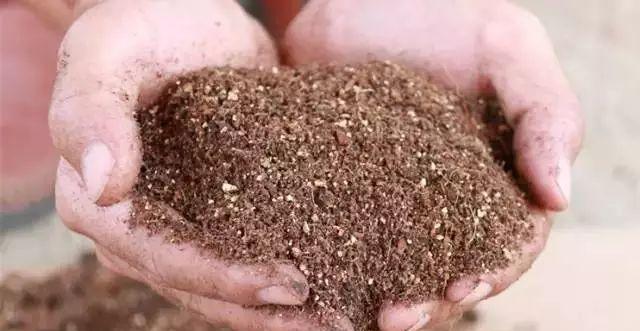 废花生油可以浇花吗？使用废油对植物有哪些影响？