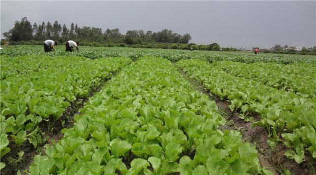芥菜一年能种几茬？生长期和采收时间是多少天？
