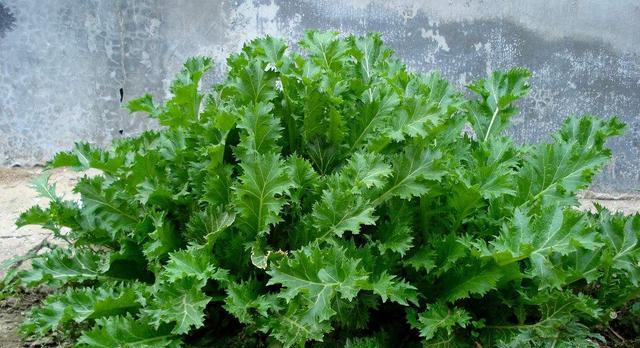 芥菜一年能种几茬？生长期和采收时间是多少天？