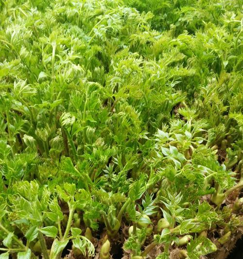 刺嫩芽怎么保存？保存刺嫩芽的最佳方法是什么？