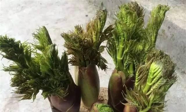 刺嫩芽怎么保存？保存刺嫩芽的最佳方法是什么？