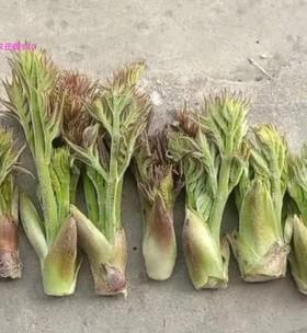 刺嫩芽怎么保存？保存刺嫩芽的最佳方法是什么？