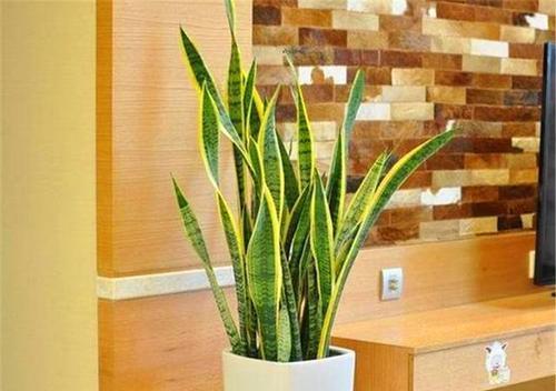 虎皮兰喜阳光吗？如何正确为其提供光照条件？