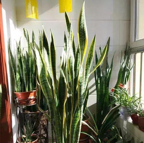 虎皮兰喜阳光吗？如何正确为其提供光照条件？