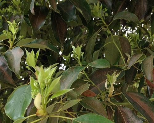 香樟树几月份开花？如何判断开花时间？