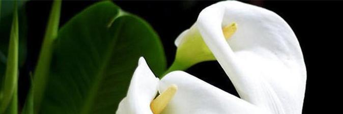 世界上最浪漫的花语（玫瑰花传达的爱与情感）