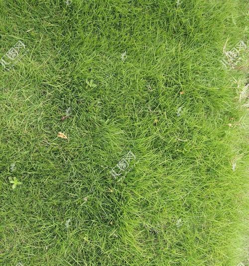 草坪打什么药好?如何选择合适的草坪养护产品? 草坪打什么药好?如何选择合适的草坪养护产品?