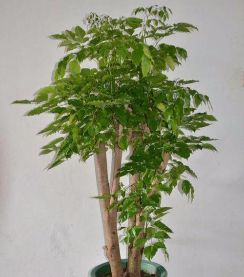 绿宝树的寓意及象征意义（探索绿宝树在文化中的重要性与影响）