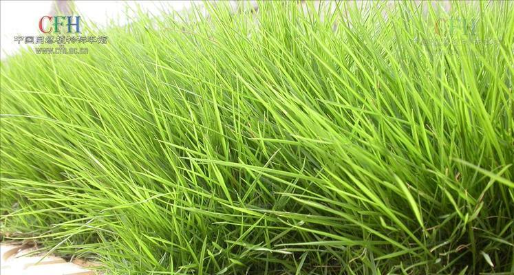 草坪打什么药好?如何选择合适的草坪养护产品? 草坪打什么药好?如何选择合适的草坪养护产品?