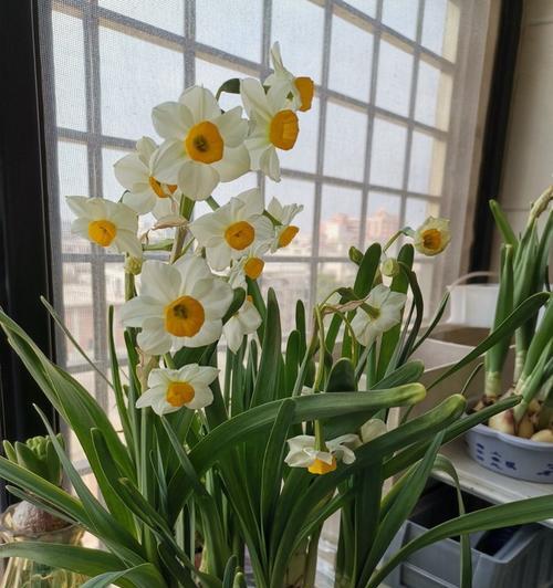 水仙花象征着什么？如何培养出高品质的水仙花？