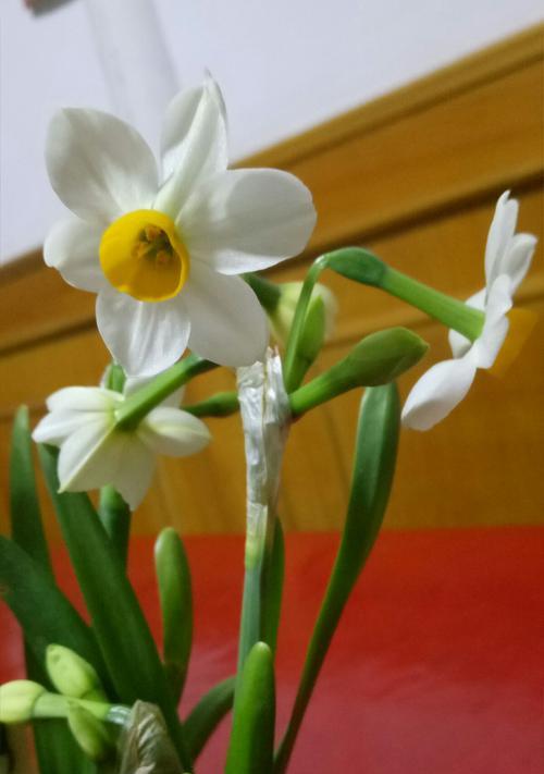 水仙花象征着什么？如何培养出高品质的水仙花？