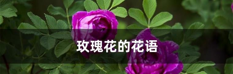 玫瑰花语（玫瑰花语的秘密与解读）