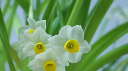 水仙花象征着什么？如何培养出高品质的水仙花？