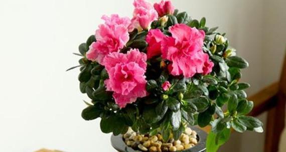 家里养石竹花的风水寓意好不好（揭秘石竹花的风水禁忌及秘密）