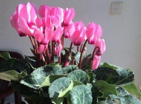 仙鹤来花的含义是什么？如何解读仙鹤来花的象征意义？