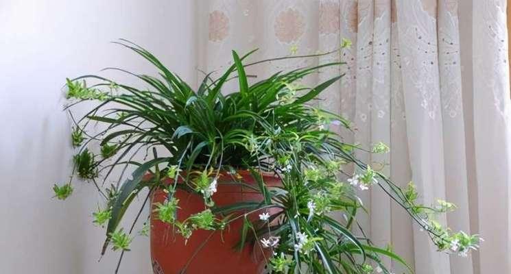 家里养石竹花的风水寓意好不好（揭秘石竹花的风水禁忌及秘密）