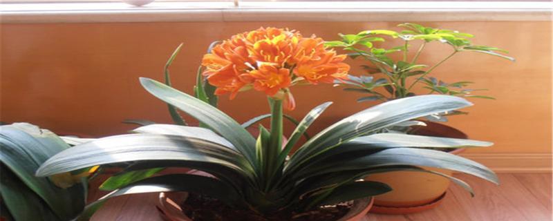 家里养石竹花的风水寓意好不好（揭秘石竹花的风水禁忌及秘密）