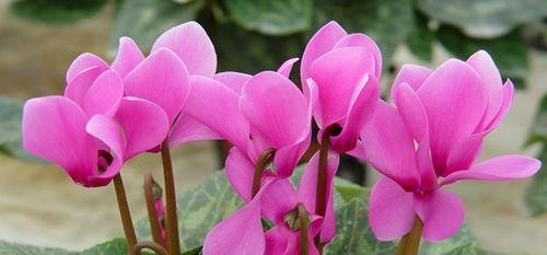 仙鹤来花的含义是什么?如何解读仙鹤来花的象征意义? 仙鹤来花的含义是什么?如何解读仙鹤来花的象征意义?