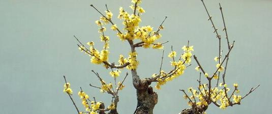 腊梅养殖技巧全解析?如何避免常见养殖错误? 腊梅养殖技巧全解析?如何避免常见养殖错误?