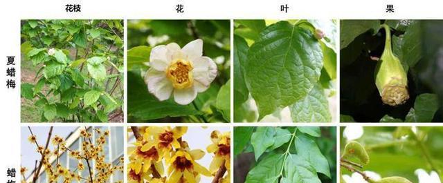 腊梅养殖技巧全解析?如何避免常见养殖错误? 腊梅养殖技巧全解析?如何避免常见养殖错误?