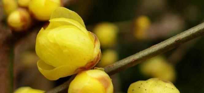 腊梅养殖技巧全解析?如何避免常见养殖错误? 腊梅养殖技巧全解析?如何避免常见养殖错误?