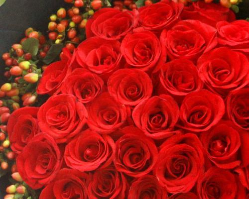 玫瑰花的寓意——多少朵才适合（解读玫瑰花数量的象征意义）