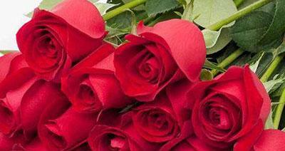 玫瑰花的寓意——多少朵才适合(解读玫瑰花数量的象征意义) 玫瑰花的寓意——多少朵才适合(解读玫瑰花数量的象征意义)
