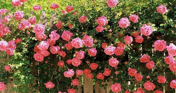 解读月季春化现象（月季春化）