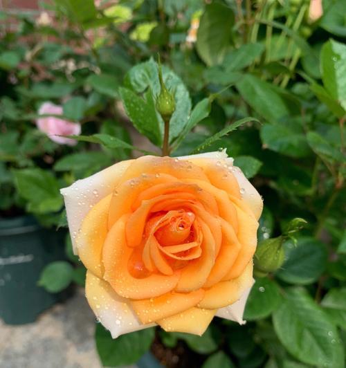 解读月季春化现象（月季春化）