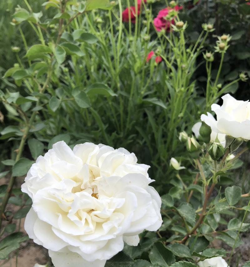 解读月季春化现象（月季春化）