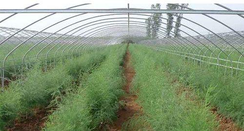 芦笋种植条件是什么？哪些地区最适合种植芦笋？