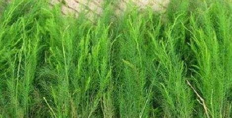 芦笋种植条件是什么？哪些地区最适合种植芦笋？