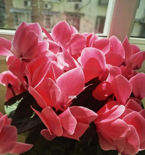 以仙客来花的寓意（古代文人的诗词中的花卉象征及其意义）