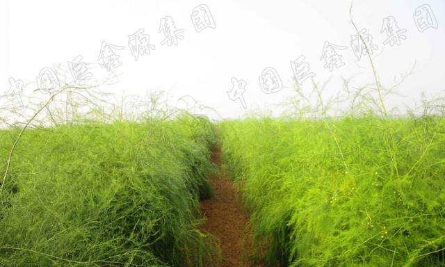 芦笋种植条件是什么？哪些地区最适合种植芦笋？