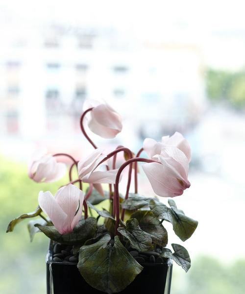 以仙客来花的寓意（古代文人的诗词中的花卉象征及其意义）