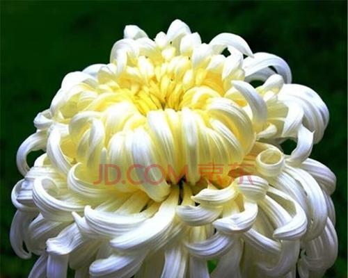 菊花的象征意义及文化传承(揭秘菊花在中华文化中的特殊地位) 菊花的象征意义及文化传承(揭秘菊花在中华文化中的特殊地位)