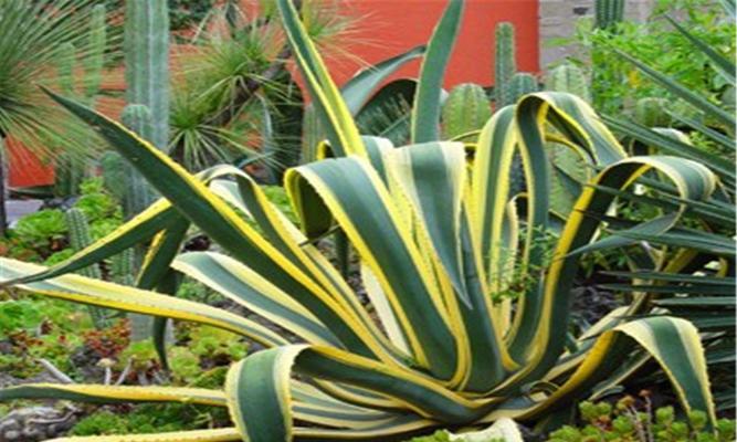 龙舌兰养殖方法有哪些？如何确保龙舌兰健康成长？