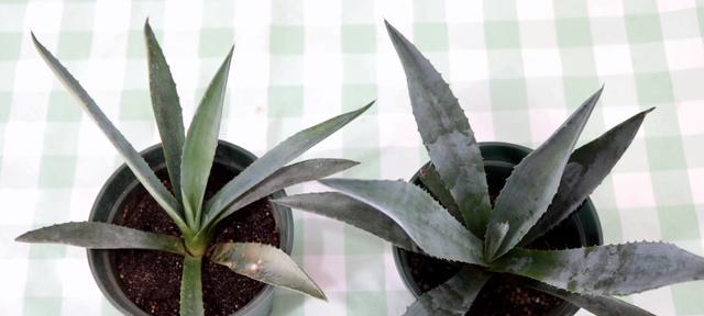 龙舌兰养殖方法有哪些？如何确保龙舌兰健康成长？