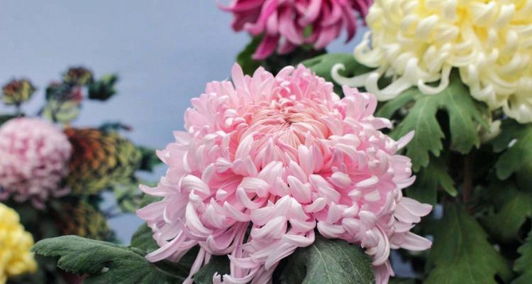 菊花的象征意义及文化传承(揭秘菊花在中华文化中的特殊地位) 菊花的象征意义及文化传承(揭秘菊花在中华文化中的特殊地位)