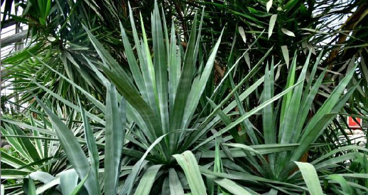 龙舌兰养殖方法有哪些？如何确保龙舌兰健康成长？