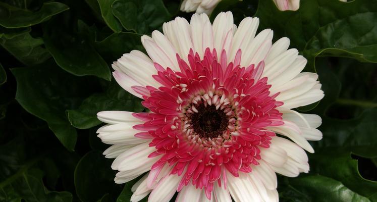 菊花的象征意义及文化传承(揭秘菊花在中华文化中的特殊地位) 菊花的象征意义及文化传承(揭秘菊花在中华文化中的特殊地位)