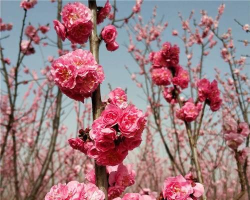 杏梅什么品种最好？如何挑选高品质杏梅？