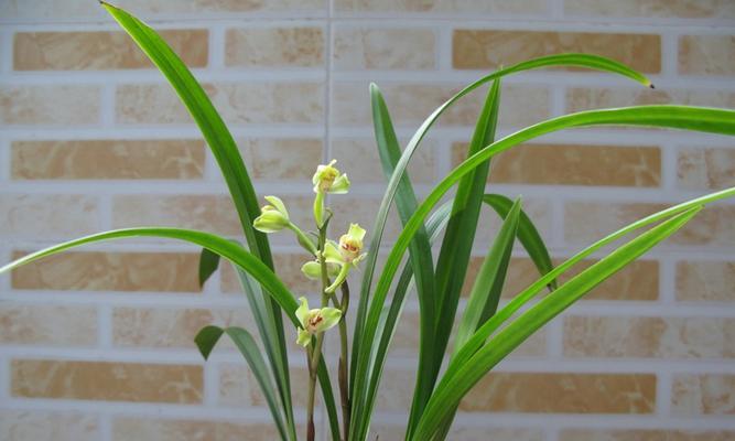 杏梅什么品种最好？如何挑选高品质杏梅？