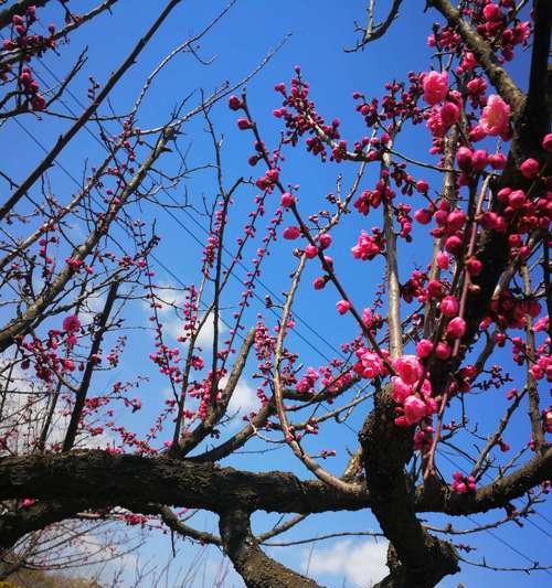 杏梅什么品种最好？如何挑选高品质杏梅？