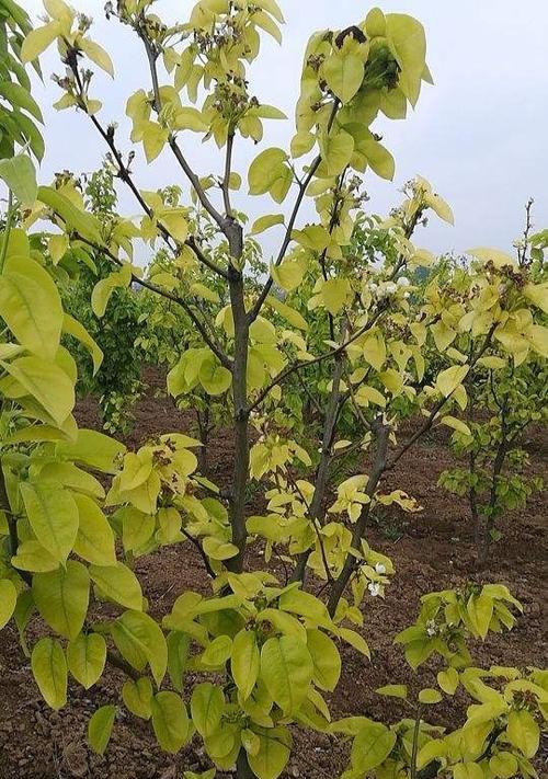 梨树落果是什么原因造成的？如何有效预防和解决？