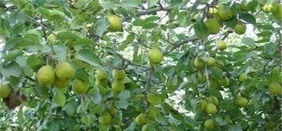 梨树落果是什么原因造成的？如何有效预防和解决？