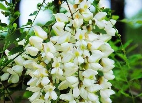 槐花之色彩与花语（探索槐花的丰富色彩和各色花语）