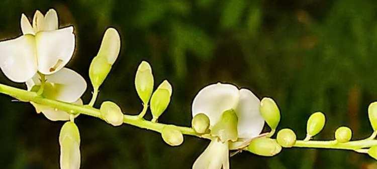槐花之色彩与花语（探索槐花的丰富色彩和各色花语）