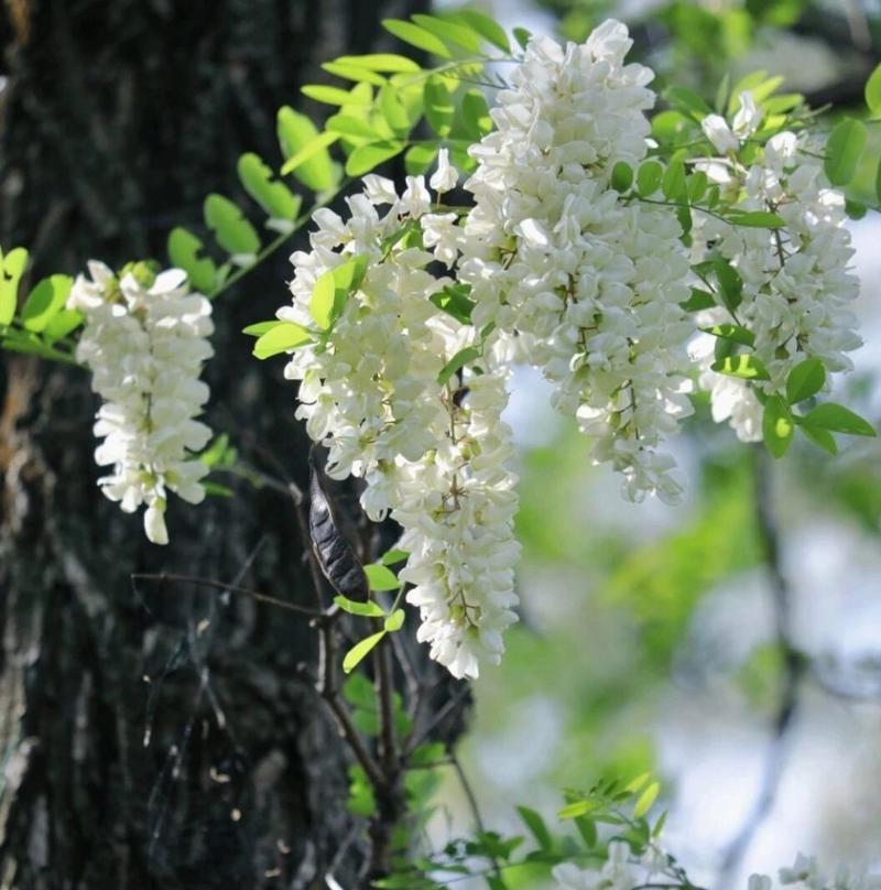 槐花之色彩与花语（探索槐花的丰富色彩和各色花语）