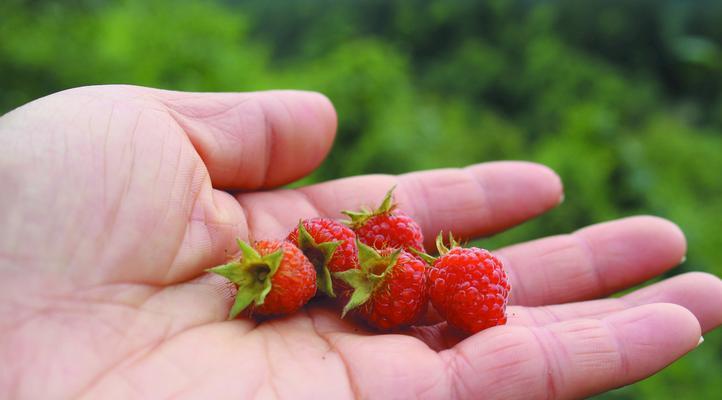 树莓清洗技巧有哪些？如何确保树莓洗得干净无残留？
